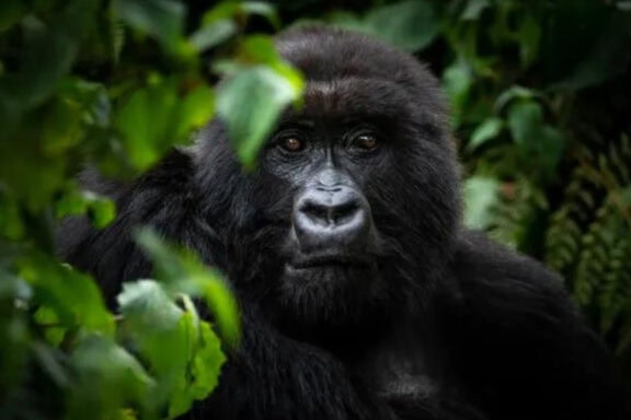 Gorilla 3 - Photo Credits - Singita Kwitonda Lodge