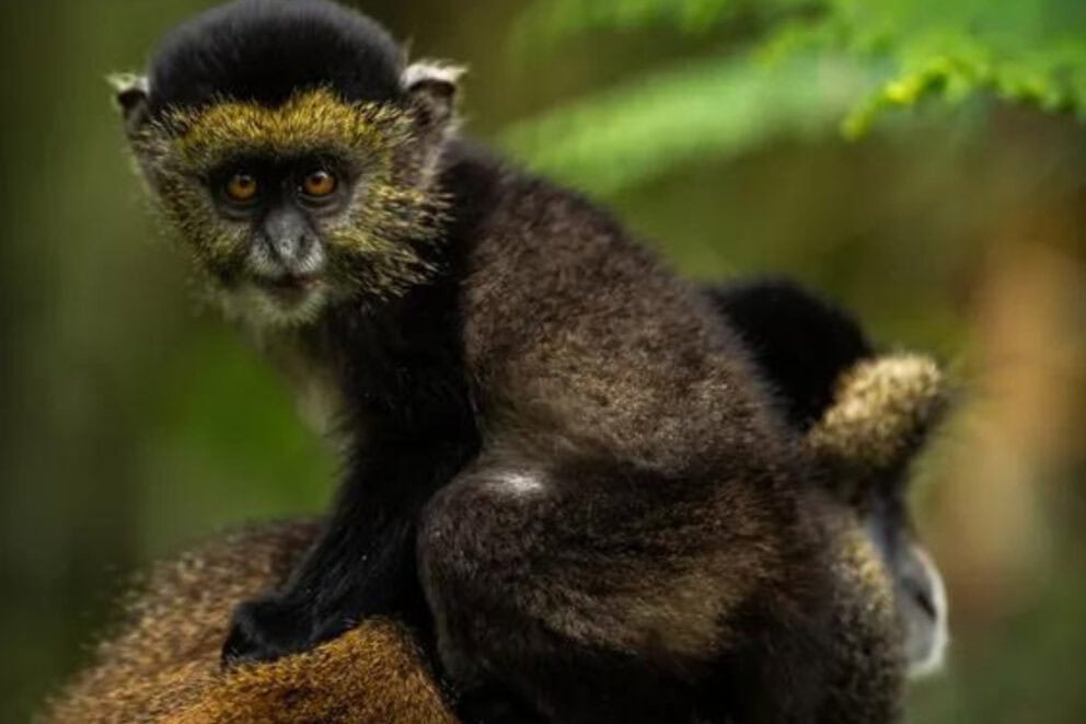 Monkey - Photo Credits - Singita Kwitonda Lodge