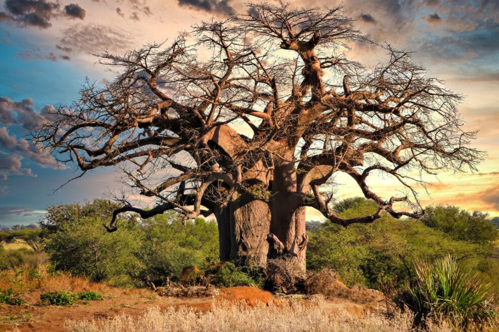 A giant Baobab tree.