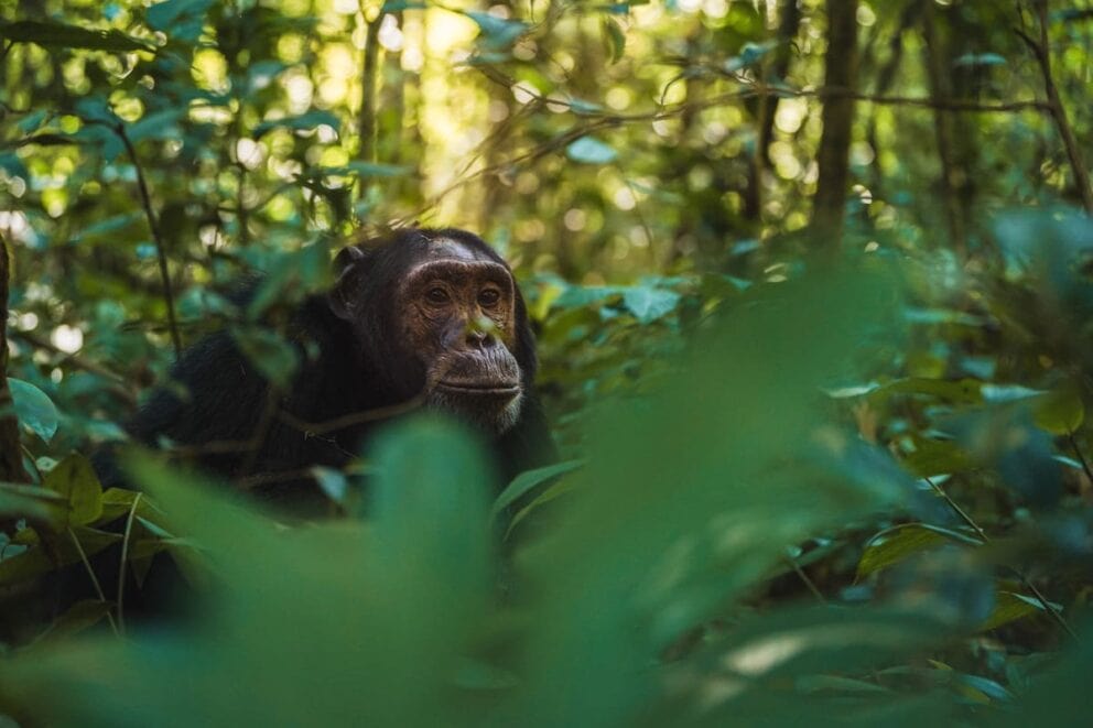 Chimpanzee in the forest in Uganda