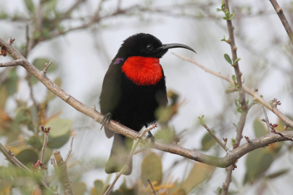Scarlet-chested sunbird.