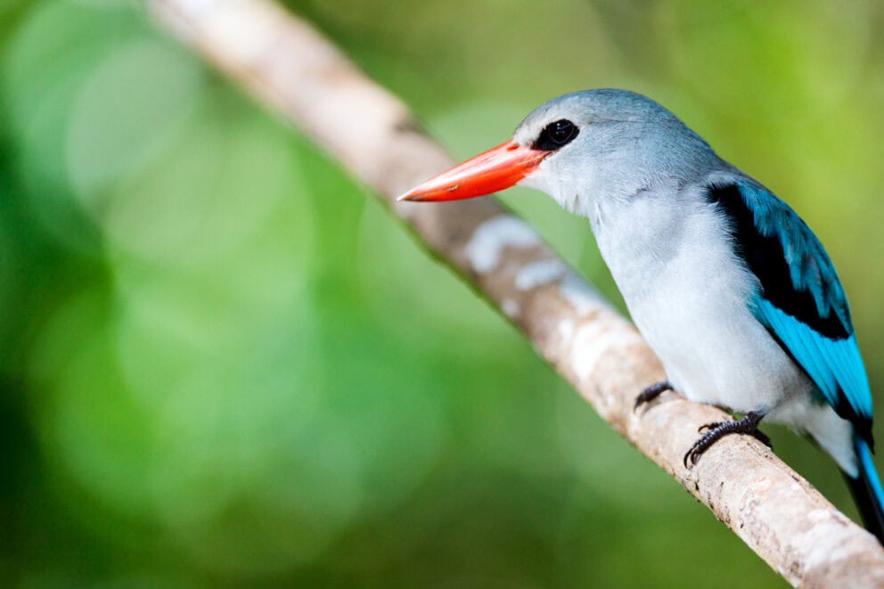 Kingfisher perched on a branch in Mozambique.