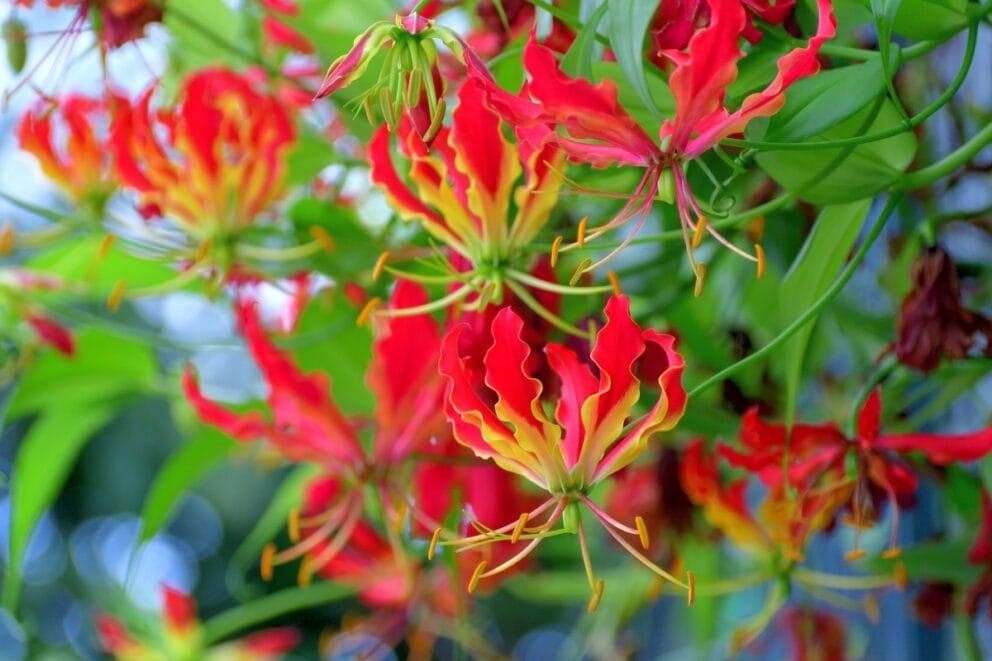 The unique plant pictured here is the Flame Lily, National Flower of Zimbabwe