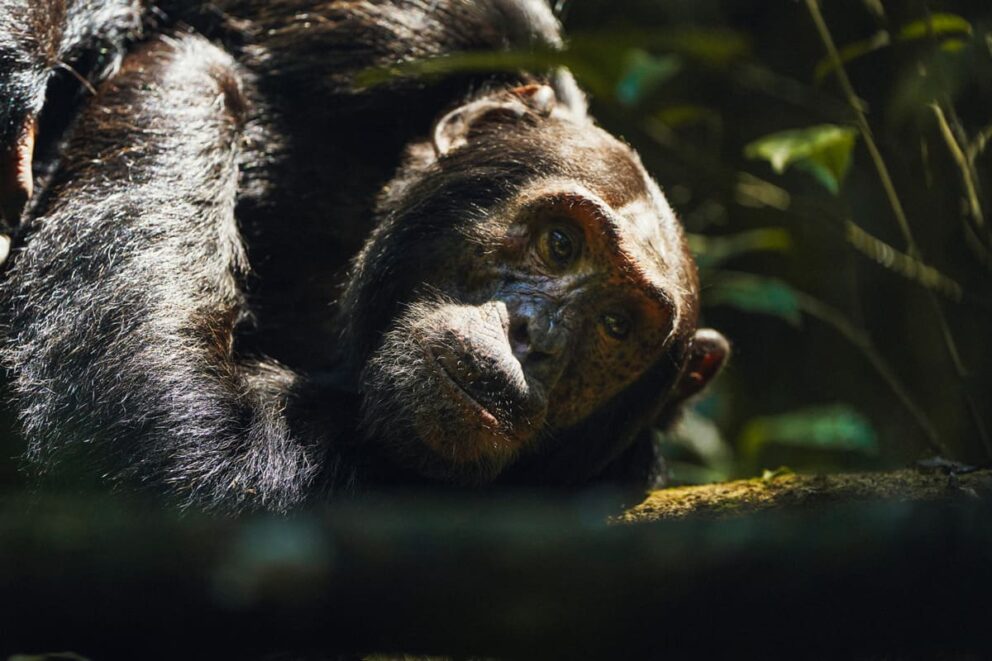 A chimpanzee resting in a tree at Kibale Lodge, Uganda.