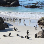 Penguins at Boulders Beach in Cape Town.