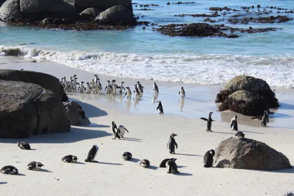 Penguins around Boulders Beach, Cape Town