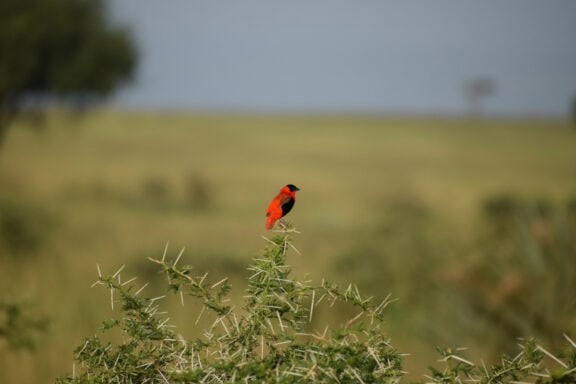Bird Watching | Photo credit: Nile Safari Lodge