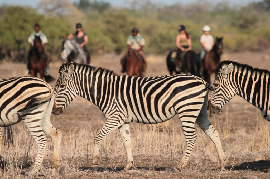 Group of people on a horseback safari observing zebras | Photo credit: Mashatu