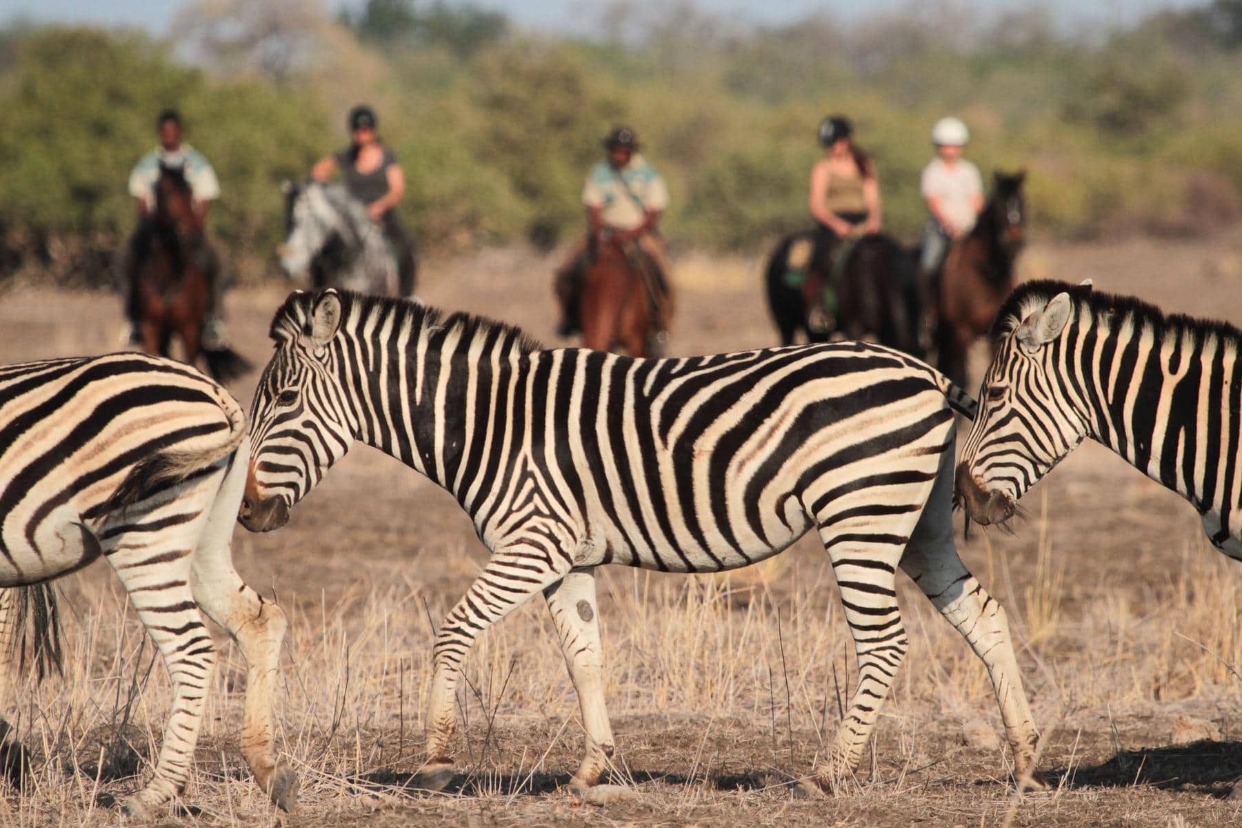Group of people on a horseback safari observing a zebra in May, one of the best times to visit Botswana