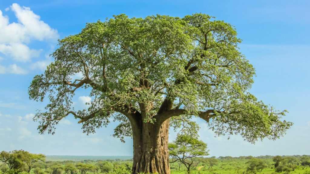 Baobab Tree in Tarangire National Park, Tanzania