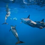 Spinner Dolphins at Mauritius Island