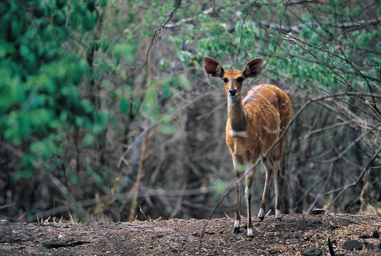 An antelope in the bush, staring at you