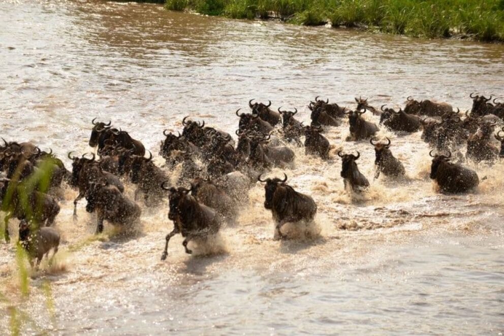 Wildebeest crossing the Mara River. This can be seen on a migration safari in East Africa.