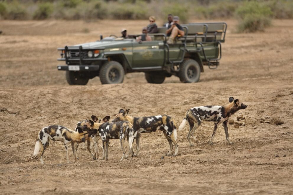 Tourists in a safari vehicle observing a pack of African wild dogs at Lion Camp, Zambia.
