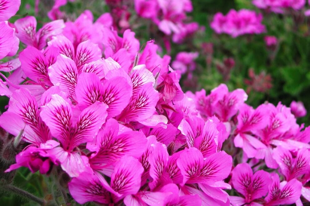Wild Malva (Pelargonium cucullatum)