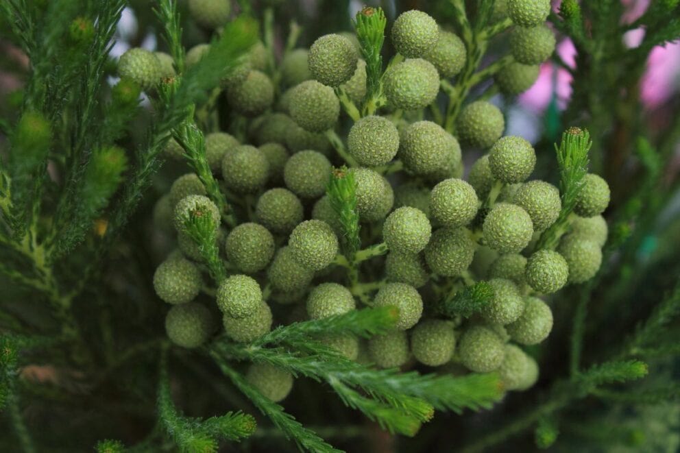 Pre-Bloomming Coffee-scented Berzelia (Berzelia albiflora)