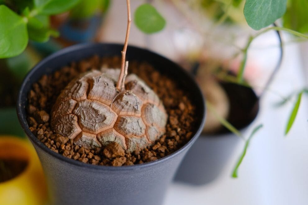 Ebutsini Wild Yam (Dioscorea strydomiana)