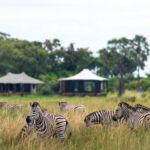 Zebras Daunara Camp Okavango Delta Botswana
