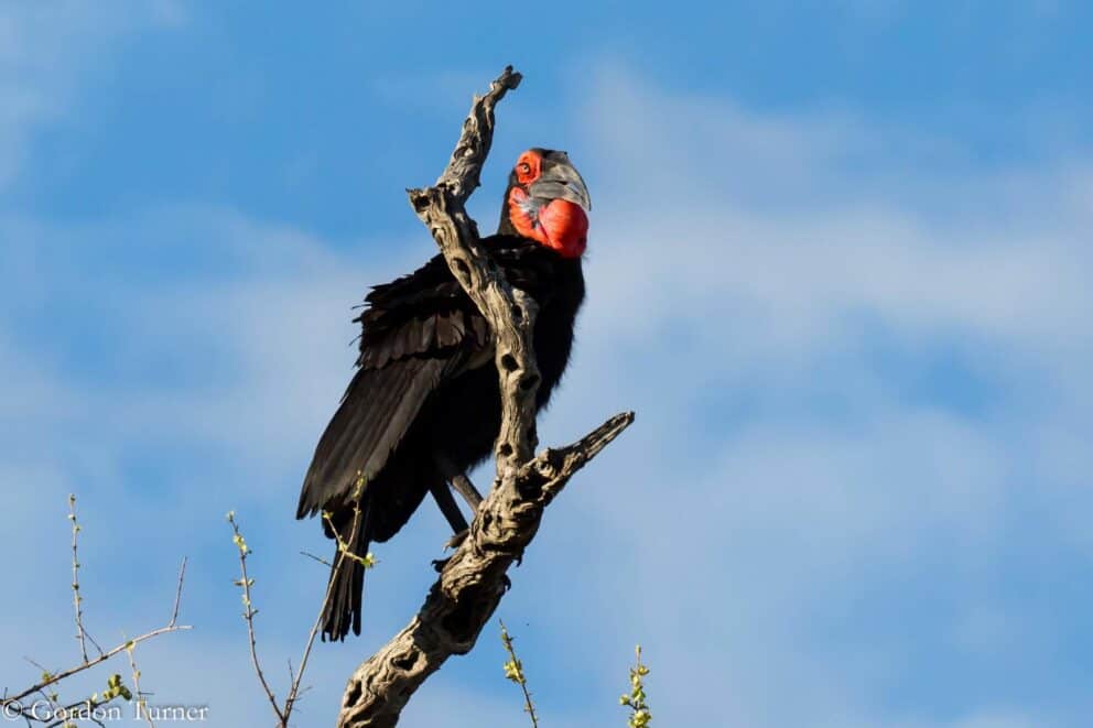 A southern ground hornbill perched on a branch at Jock Safari Lodge, South Africa.