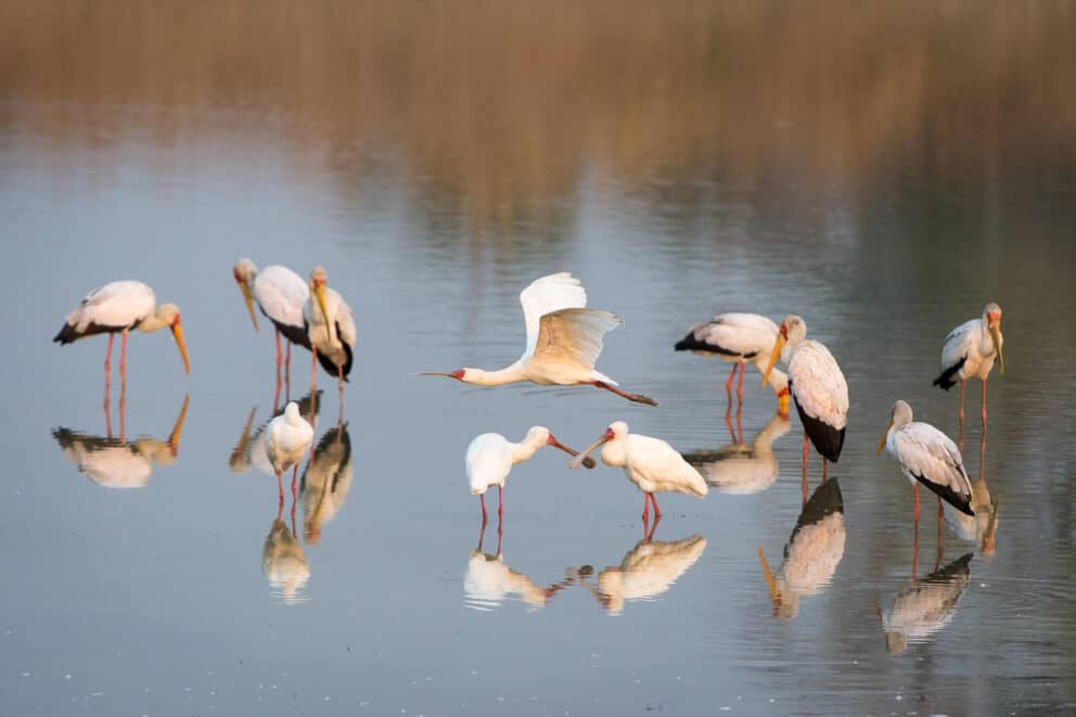 A flock of African spoonbills and Yellow-billed storks at Luangwa River Camp, Zambia.