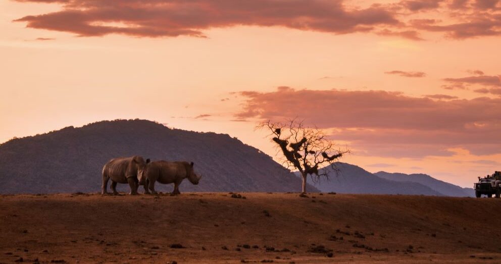 Two rhinos and a game drive vehicle at sunset in Kruger National Park. Source: South African Tourism