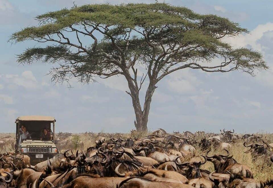 Massive herd of wildebeest and zebra in the Serengeti. Which you can see on a Tanzania safari.