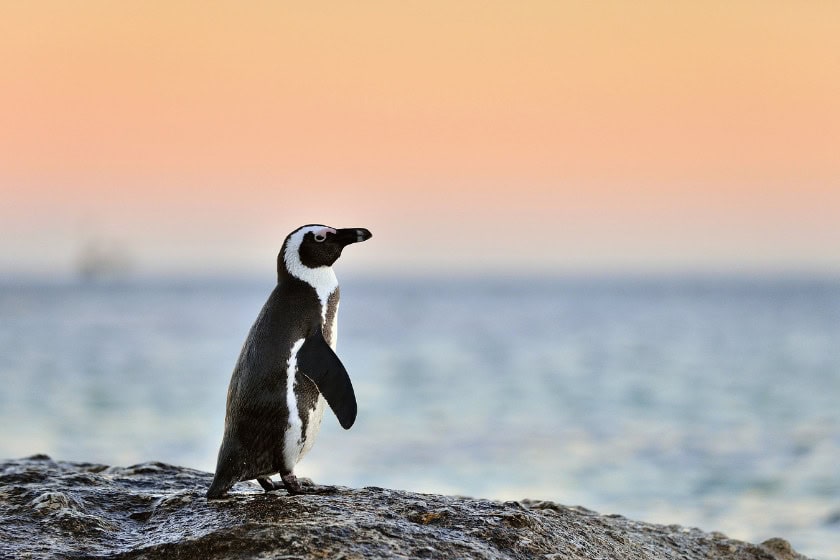 African Penguin on the rocks by the sea