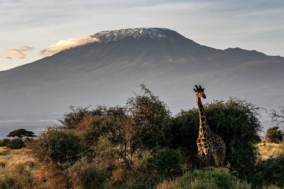 A view of giraffe in front of Kilimanjaro
