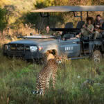 A cheetah spooted on a game drive at Babohi