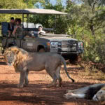 Lions observed on a game drive at Babohi.