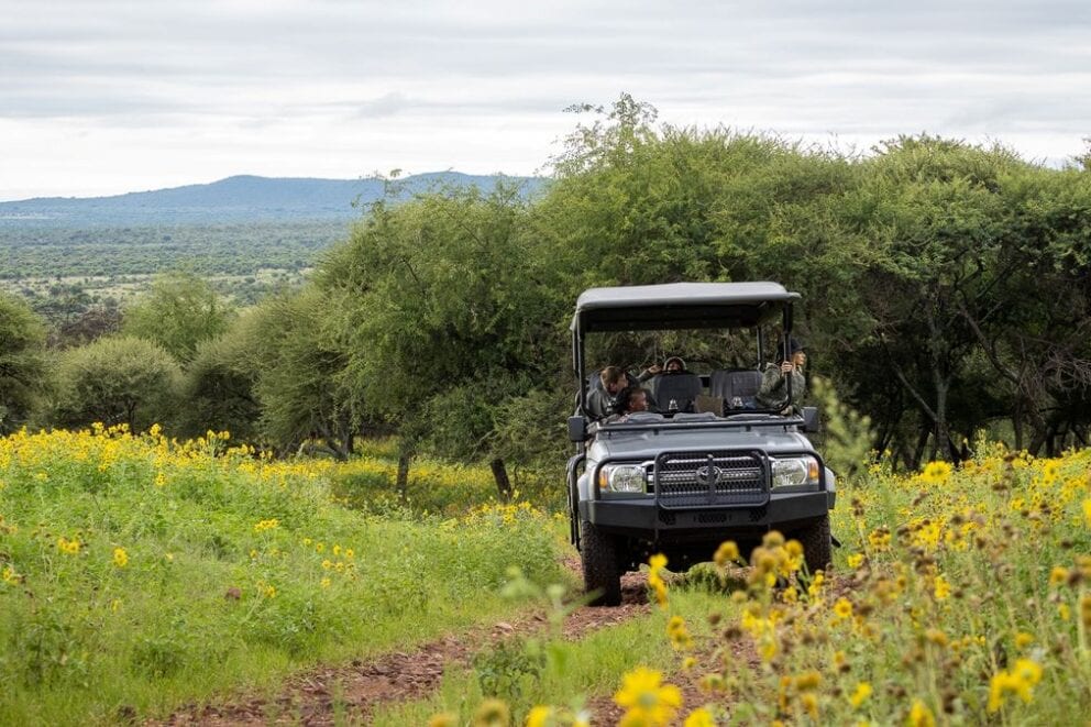 Game drive through a field | Photo credit: Letamo