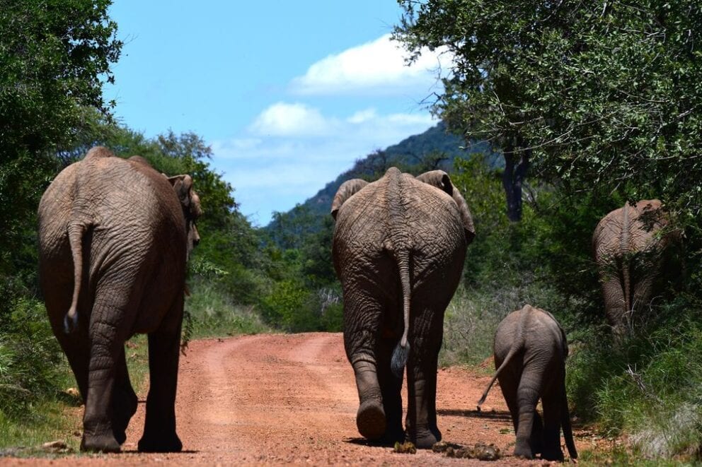 Elephants on a trail | Photo credit: Letamo