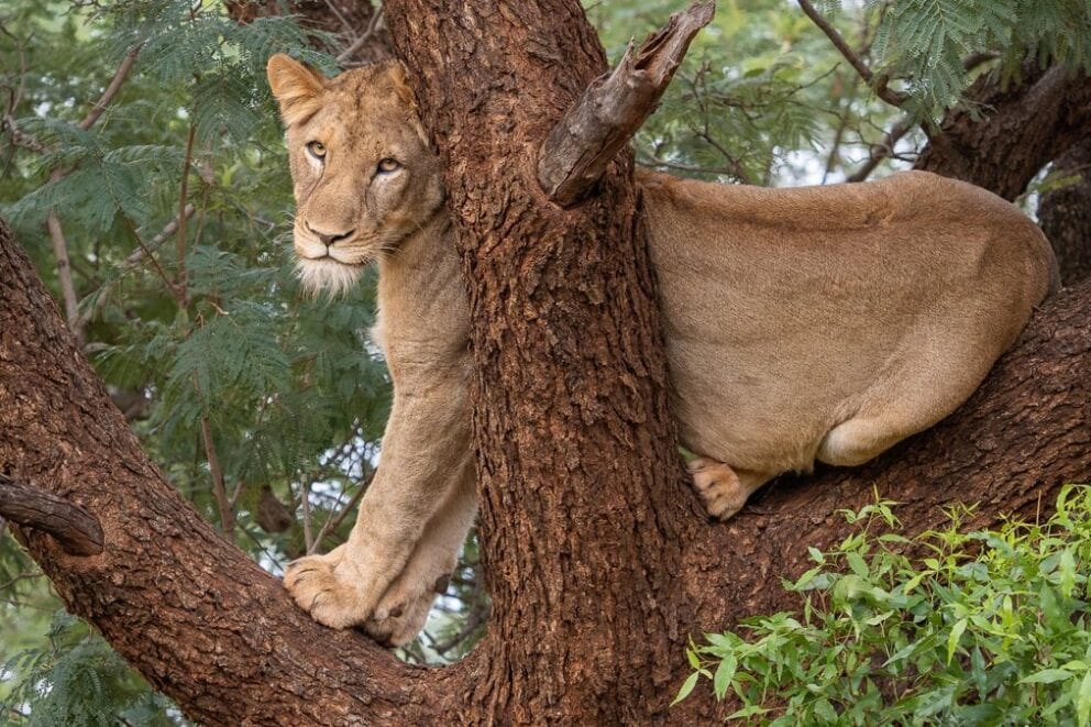 Lioness in tree | Photo credit: Letamo