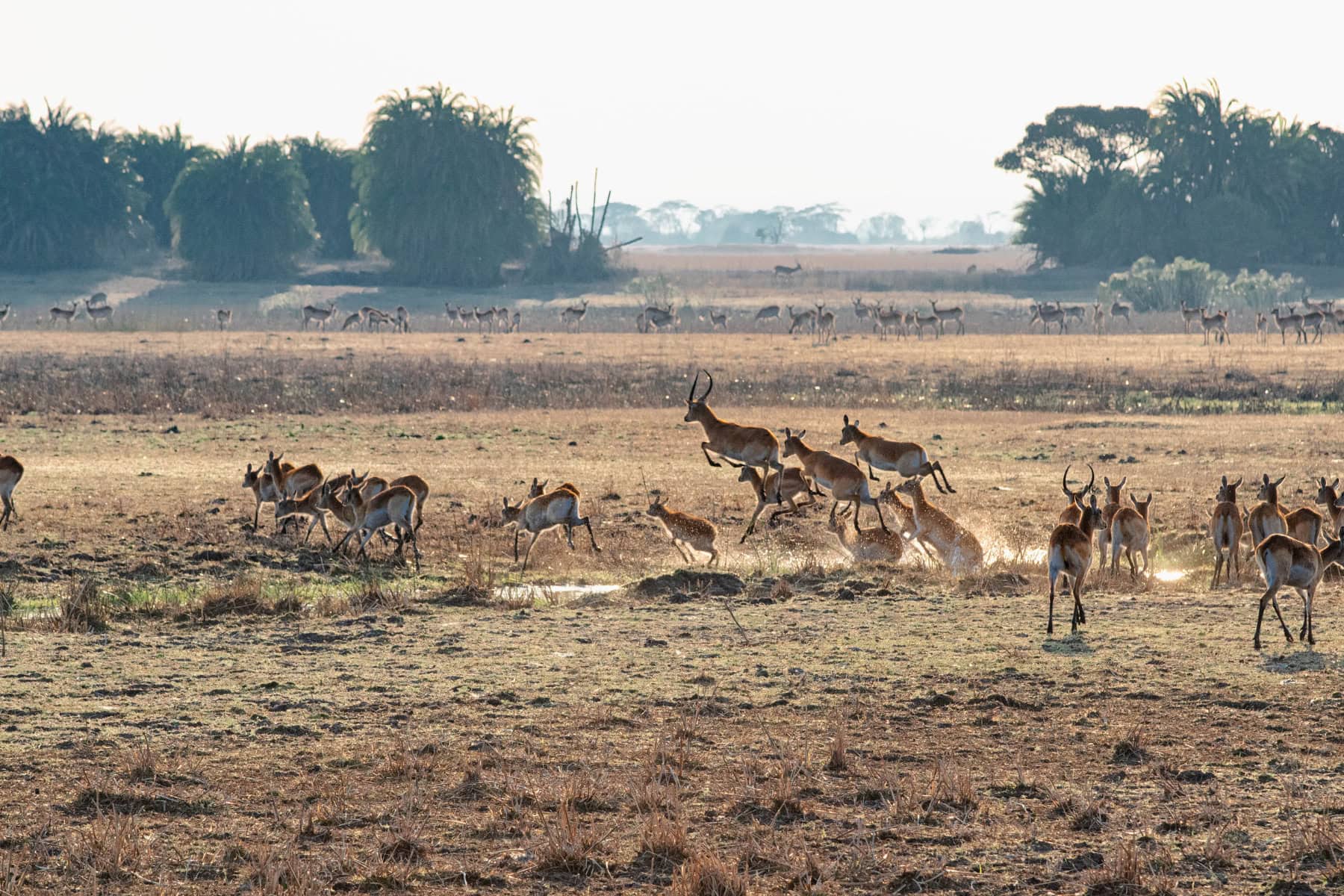 Red Lechwe jumping over water on Busanga Plains in Kafue National Park, Zambia | Photo credit: Bobbushphoto, Getty Images via Canva