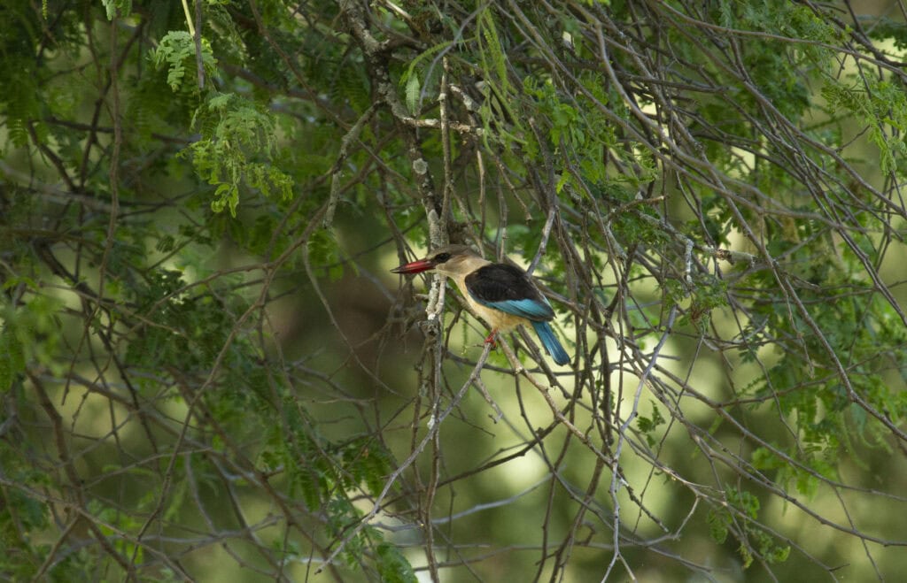 A brown-hooded kingfisher perched on a branch of a green, leafy tree near Zambezi Expeditions in Mana Pools, Zimbabwe.