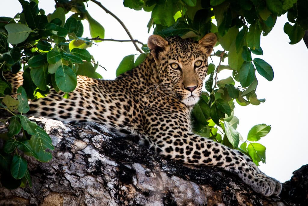 Leopard in a tree in Mana Pools National Park, Zimbabwe. Photo: Zambezi Expeditions