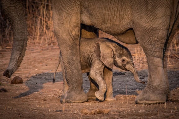 Baby elephant | Photo credit: Nokanyana