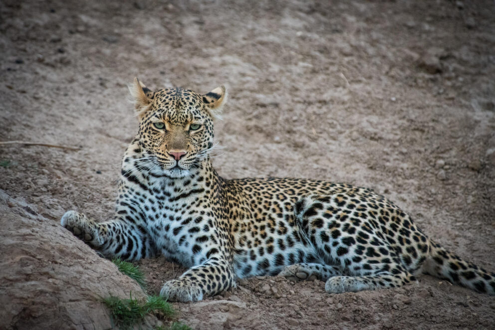 Leopard | Photo credit: Nokanyana