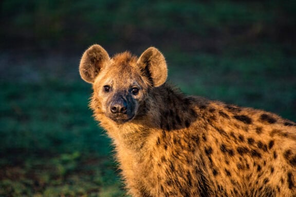 Hyena close up | Photo credit: Nokanyana
