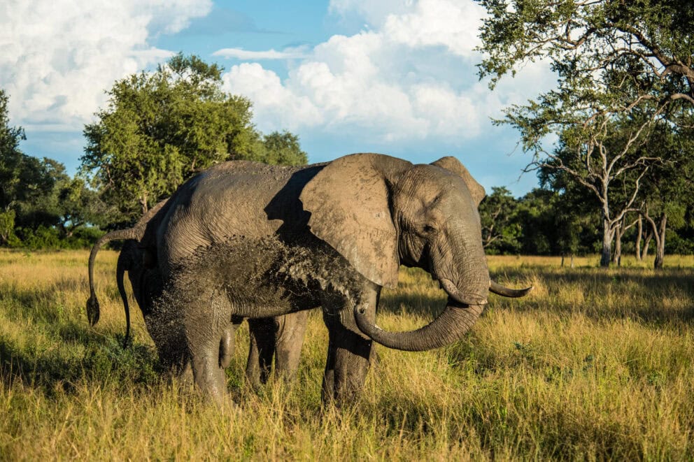 Elephant in the field | Photo credit: Nokanyana