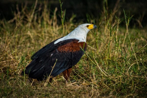 Fish Eagle close up view | Photo credit: Mopiri