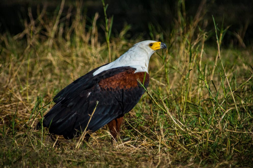 Fish Eagle close up view | Photo credit: Mopiri