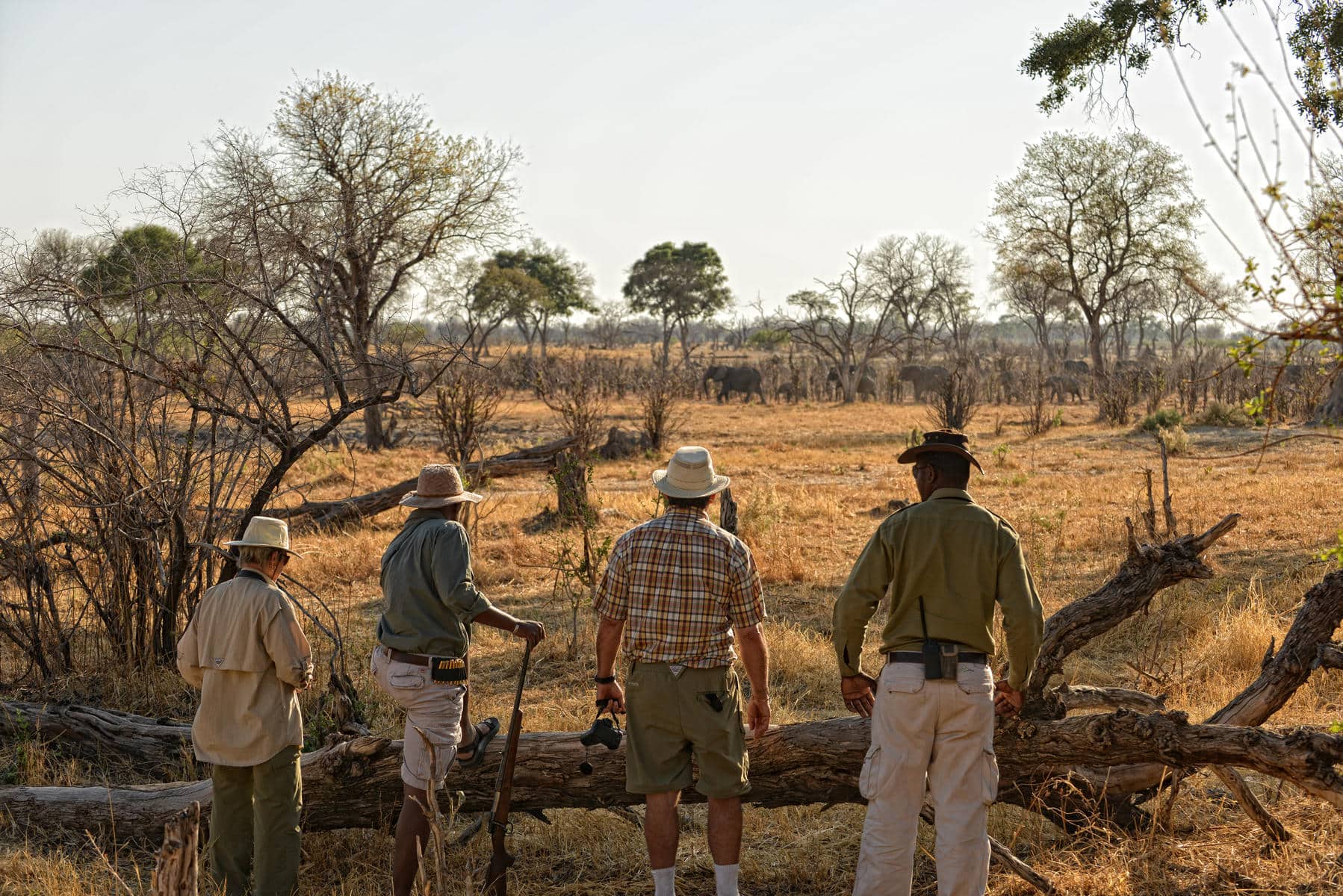 Herds of elephants spotted on a walking safari