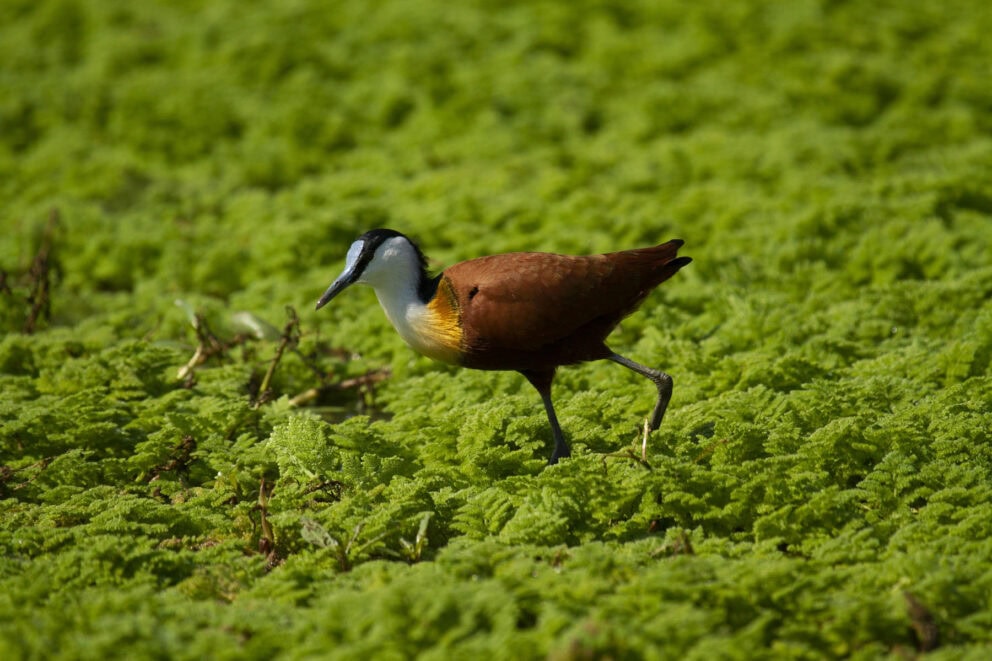 African Jacana bird waddling across the lush green grass in Mana Pools National Park.