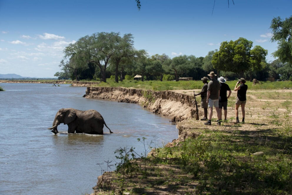 Safari goers on a walking safari along the banks of Mana Pools observing an elephant crossing a waterway at Nyamatusi Camp, Zimbabwe.