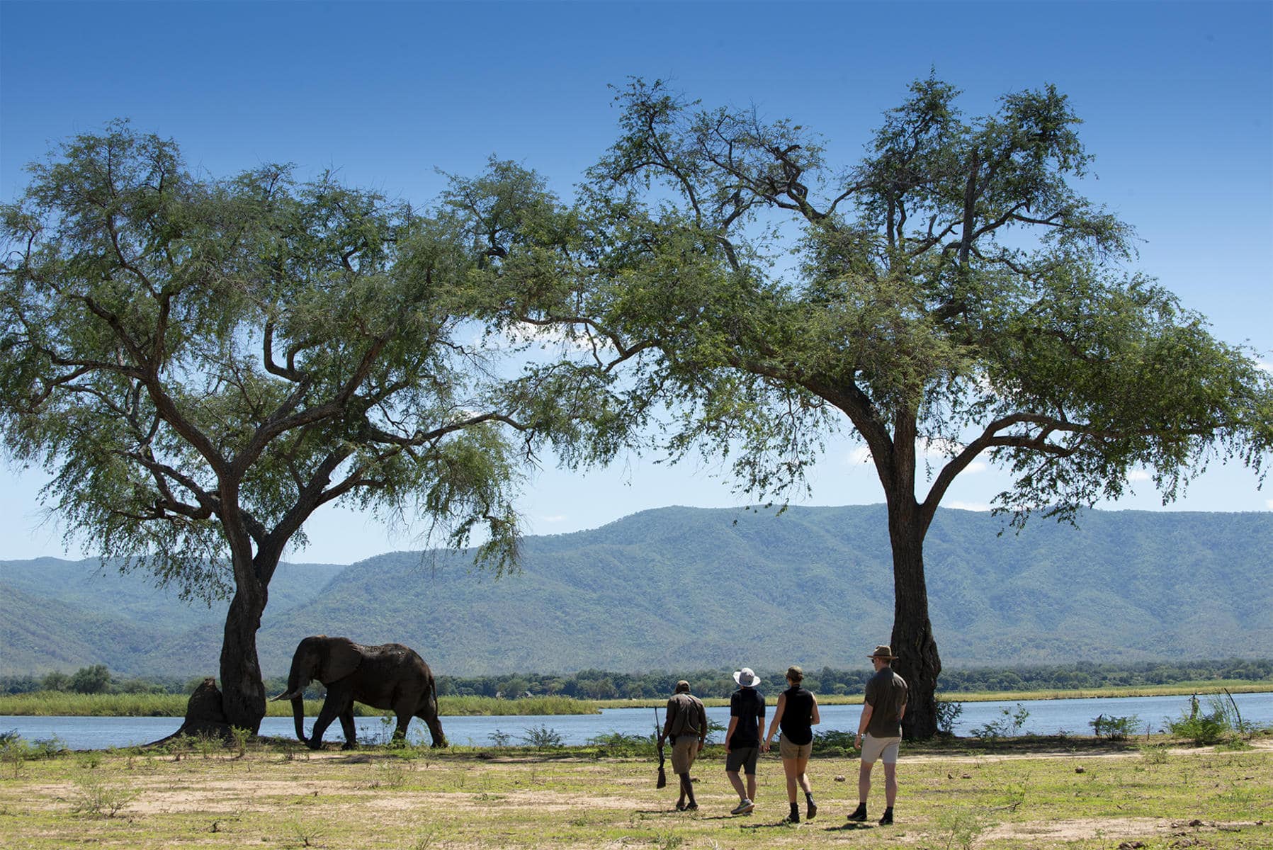 Elephant being observed on a walking safari | Photo credit: Nyamatusi Camp