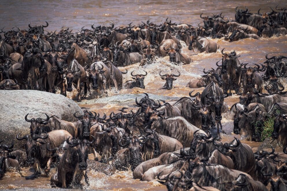 Wildebeest crossing mara river and heading towards Masai Mara National Reserve, one of the many national parks in Africa.