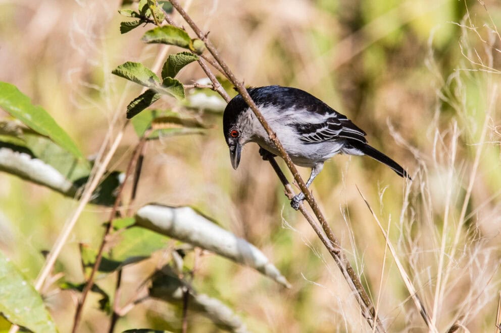 A black-backed puffback perched on a thin branch at Basecamp Adventure, Kenya.