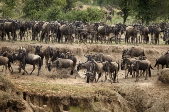 Zebra Crossing River, Serengeti National Park, Image Credit, Canva