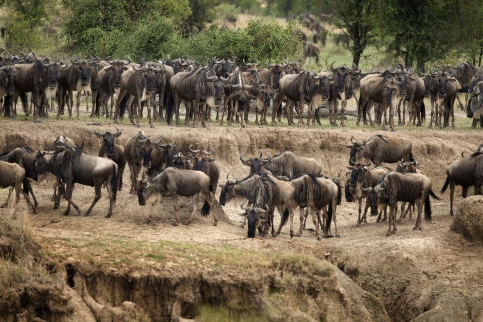 Zebra Crossing River, Serengeti National Park, Image Credit, Canva